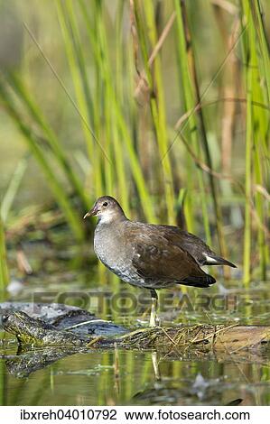 "Common Moorhen (Gallinula chloropus), Tyrol, Austria, Europe" View Large Photo Image Stock Image - "Common Moorhen (Gallinula chloropus), Tyrol, Austria, Europe". Fotosearch