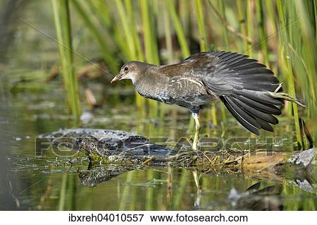 Stock Photo - "Common Moorhen (Gallinula chloropus), Tyrol, Austria, Europe". Fotosearch