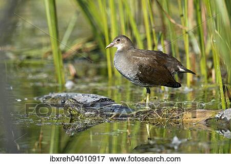 "Common Moorhen (Gallinula chloropus), Tyrol, Austria, Europe" View Large Photo Image Stock Photo - "Common Moorhen (Gallinula chloropus), Tyrol, Austria, Europe". Fotosearch