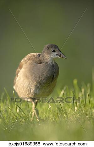 "Common Moorhen or Common Gallinule (Gallinula chloropus), young, wandering through grass in search of food" View Large Photo Image Stock Photo - "Common Moorhen or Common Gallinule (Gallinula chloropus), young, wandering through grass in search of food". Fotosearch