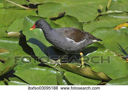 "Common Moorhen or Swamp Chicken (Gallinula chloropus), walking on the leaves of a water lily (Nymphaea alba), Saxony, Germany, Europe" View Large Photo Image Stock Photo - "Common Moorhen or Swamp Chicken (Gallinula chloropus), walking on the leaves of a water lily (Nymphaea alba), Saxony, Germany, Europe". Fotosearch