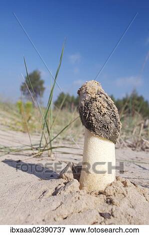 "Common morel, Yellow morel, True morel, or Sponge morel (Morchella esculenta), Kherson area, Ukraine, Eastern Europe, Europe" View Large Photo Image Stock Photo - "Common morel, Yellow morel, True morel, or Sponge morel (Morchella esculenta), Kherson area, Ukraine, Eastern Europe, Europe". Fotosearch