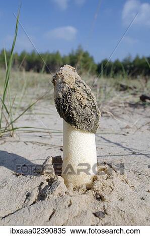 Stock Photography - "Common morel, Yellow morel, True morel, Morel mushroom, or Sponge morel (Morchella esculenta), near Kherson, Ukraine, Eastern Europe, Europe". Fotosearch