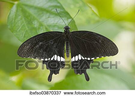 "Common Mormon butterfly (Papilio polytes), captive, Thuringia, Germany, Europe" View Large Photo Image Stock Photo - "Common Mormon butterfly (Papilio polytes), captive, Thuringia, Germany, Europe". Fotosearch