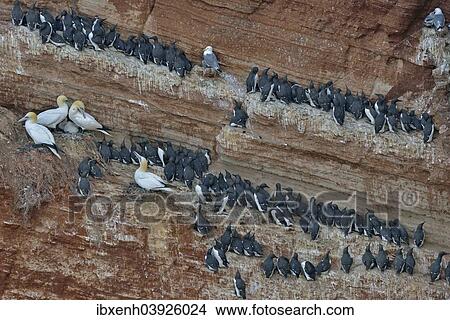 "Common Murres or Common Guillemots (Uria aalge) and Northern Gannets (Sula bassana), Heligoland, Schleswig-Holstein, Germany, Europe" View Large Photo Image Picture - "Common Murres or Common Guillemots (Uria aalge) and Northern Gannets (Sula bassana), Heligoland, Schleswig-Holstein, Germany, Europe". Fotosearch