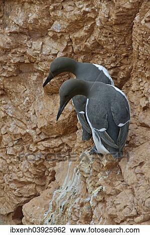 "Common Murres or Common Guillemots (Uria aalge), Heligoland, Schleswig-Holstein, Germany, Europe" View Large Photo Image Stock Image - "Common Murres or Common Guillemots (Uria aalge), Heligoland, Schleswig-Holstein, Germany, Europe". Fotosearch