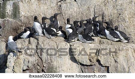 Stock Photo - "Common Murres or Common Guillemots (Uria aalge, Pontoppidan), Barents Sea, Russia, Arctic, Europe". Fotosearch