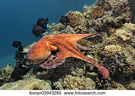 Stock Photography - "Common Octopus (Octopus vulgaris), at a coral reef, Red Sea, Egypt, Africa". Fotosearch
