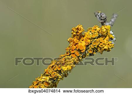 "Common Orange Lichen (Xanthoria parietina) with bowl-shaped spore-bearing structures, apothecia, Alsace, France, Europe" View Large Photo Image Picture - "Common Orange Lichen (Xanthoria parietina) with bowl-shaped spore-bearing structures, apothecia, Alsace, France, Europe". Fotosearch