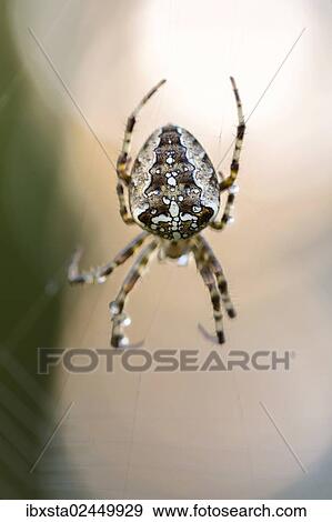 "Common orb-weaving spider (Araneus sp. ) on its web, Konstanz, Baden-Wuerttemberg, Germany, Europe" View Large Photo Image Stock Photo - "Common orb-weaving spider (Araneus sp. ) on its web, Konstanz, Baden-Wuerttemberg, Germany, Europe". Fotosearch