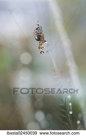 "Common orb-web spider (Araneus sp. ) on its web, Konstanz, Baden-Wuerttemberg, Germany, Europe" View Large Photo Image Stock Photo - "Common orb-web spider (Araneus sp. ) on its web, Konstanz, Baden-Wuerttemberg, Germany, Europe". Fotosearch