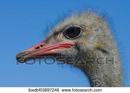 "Common Ostrich (Struthio camelus), portrait, Ostrich Farm, Oudtshoorn, Little Karoo, Eden District, Western Cape, South Africa, Africa" View Large Photo Image Stock Photo - "Common Ostrich (Struthio camelus), portrait, Ostrich Farm, Oudtshoorn, Little Karoo, Eden District, Western Cape, South Africa, Africa". Fotosearch