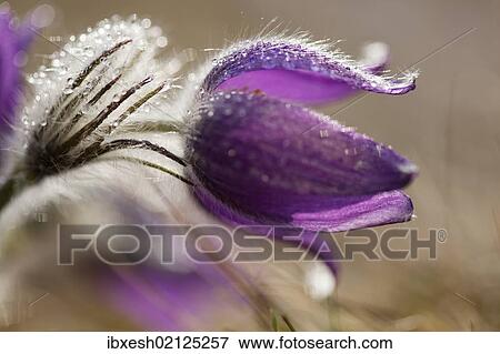 "Common pasque flower, Dane's blood (Pulsatilla vulgaris), Ingolstadt, Bavaria, Germany, Europe" View Large Photo Image Stock Photo - "Common pasque flower, Dane's blood (Pulsatilla vulgaris), Ingolstadt, Bavaria, Germany, Europe". Fotosearch