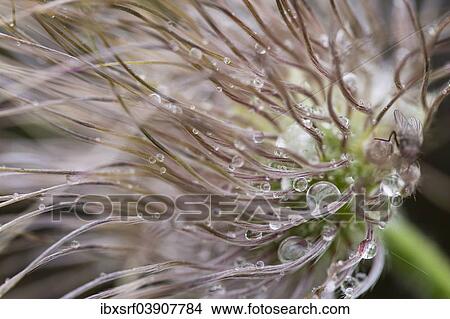 "Common Pasque Flower (Pulsatilla vulgaris), Hesse, Germany, Europe" View Large Photo Image Picture - "Common Pasque Flower (Pulsatilla vulgaris), Hesse, Germany, Europe". Fotosearch