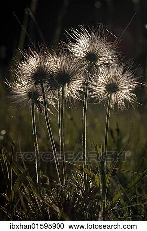 "Common Pasque Flower (Pulsatilla vulgaris), Triestingtal valley, Lower Austria, Europe" View Large Photo Image Stock Image - "Common Pasque Flower (Pulsatilla vulgaris), Triestingtal valley, Lower Austria, Europe". Fotosearch