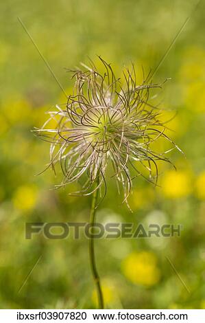 "Common Pasque Flower (Pulsatilla vulgaris), Hesse, Germany, Europe" View Large Photo Image Stock Image - "Common Pasque Flower (Pulsatilla vulgaris), Hesse, Germany, Europe". Fotosearch