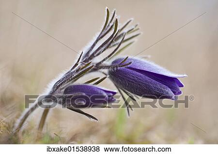 "Common Pasque Flower (Pulsatilla vulgaris, Anemone pulsatilla L. ), Gillesbachtal, Kalkeifel, Eifel, North Rhine-Westphalia, Germany, Europa, Europe" View Large Photo Image Stock Photo - "Common Pasque Flower (Pulsatilla vulgaris, Anemone pulsatilla L. ), Gillesbachtal, Kalkeifel, Eifel, North Rhine-Westphalia, Germany, Europa, Europe". Fotosearch