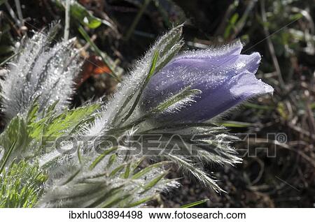 "Common Pasque Flower (Pulsatilla vulgaris), flower covered in morning dew, Baden-Wurttemberg, Germany, Europe" View Large Photo Image Stock Photo - "Common Pasque Flower (Pulsatilla vulgaris), flower covered in morning dew, Baden-Wurttemberg, Germany, Europe". Fotosearch