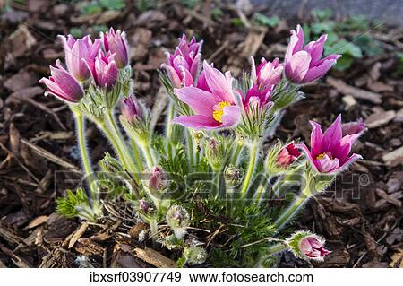"Common Pasque Flower (Pulsatilla vulgaris), Hesse, Germany, Europe" View Large Photo Image Stock Photo - "Common Pasque Flower (Pulsatilla vulgaris), Hesse, Germany, Europe". Fotosearch