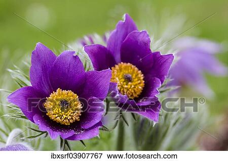 "Common Pasque Flower (Pulsatilla vulgaris), Hesse, Germany, Europe" View Large Photo Image Stock Photo - "Common Pasque Flower (Pulsatilla vulgaris), Hesse, Germany, Europe". Fotosearch
