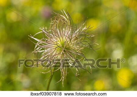 Stock Photo - "Common Pasque Flower (Pulsatilla vulgaris), Hesse, Germany, Europe". Fotosearch