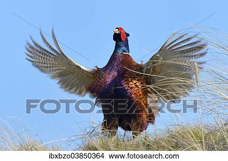 "Common Pheasant (Phasianus colchicus), cock displaying, Dunes of Texel National Park, Texel, West Frisian Islands, Province of North Holland, Netherlands" View Large Photo Image Picture - "Common Pheasant (Phasianus colchicus), cock displaying, Dunes of Texel National Park, Texel, West Frisian Islands, Province of North Holland, Netherlands". Fotosearch
