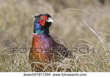 "Common Pheasant (Phasianus colchicus), Island of Spiekeroog, East Frisian Islands, Germany, Europe" View Large Photo Image Picture - "Common Pheasant (Phasianus colchicus), Island of Spiekeroog, East Frisian Islands, Germany, Europe". Fotosearch