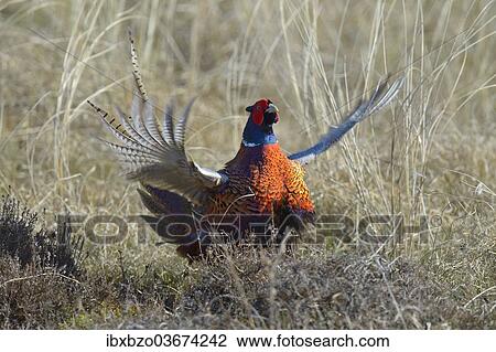 "Common Pheasant (Phasianus colchicus), courting display in dune grass, Duinen van Texel National Park, Texel, West Frisian Islands, province of North Holland, The Netherlands, Europe" View Large Photo Image Stock Image - "Common Pheasant (Phasianus colchicus), courting display in dune grass, Duinen van Texel National Park, Texel, West Frisian Islands, province of North Holland, The Netherlands, Europe". Fotosearch