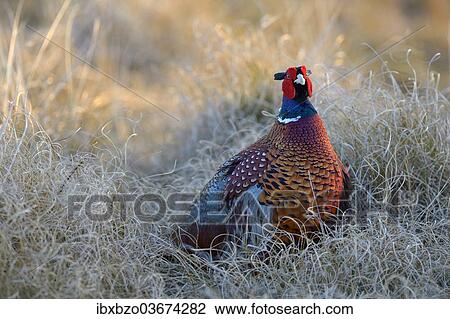 Stock Image - "Common Pheasant (Phasianus colchicus), Duinen van Texel National Park, Texel, West Frisian Islands, province of North Holland, The Netherlands, Europe". Fotosearch
