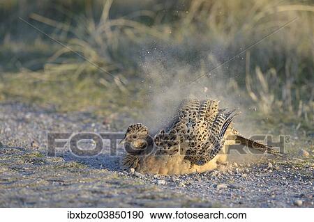 Stock Image - "Common Pheasant (Phasianus colchicus), hen taking a dust-bath by the wayside, Dunes of Texel National Park, Texel, West Frisian Islands, Province of North Holland, Netherlands". Fotosearch