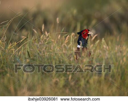 "Common Pheasant (Phasianus colchicus), Texel, West Frisian Islands, province of North Holland, Holland, The Netherlands, Europe" View Large Photo Image Stock Image - "Common Pheasant (Phasianus colchicus), Texel, West Frisian Islands, province of North Holland, Holland, The Netherlands, Europe". Fotosearch
