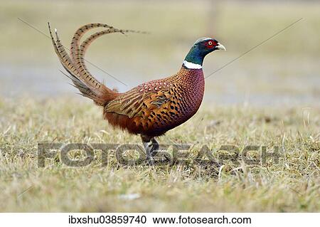 Stock Image - "Common Pheasant (Phasianus colchicus), cock, Mazovia, Poland, Europe". Fotosearch