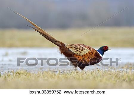 "Common Pheasant (Phasianus colchicus), cock, Mazovia, Poland, Europe" View Large Photo Image Stock Image - "Common Pheasant (Phasianus colchicus), cock, Mazovia, Poland, Europe". Fotosearch