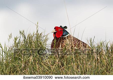 "Common Pheasant (Phasianus colchicus), male, Texel, North Holland, The Netherlands, Europe" View Large Photo Image Stock Image - "Common Pheasant (Phasianus colchicus), male, Texel, North Holland, The Netherlands, Europe". Fotosearch