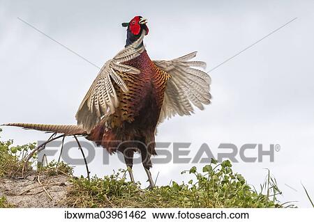 "Common Pheasant (Phasianus colchicus), flutter jump, Texel, West Frisian Islands, North Holland, Holland, The Netherlands, Europe" View Large Photo Image Stock Image - "Common Pheasant (Phasianus colchicus), flutter jump, Texel, West Frisian Islands, North Holland, Holland, The Netherlands, Europe". Fotosearch