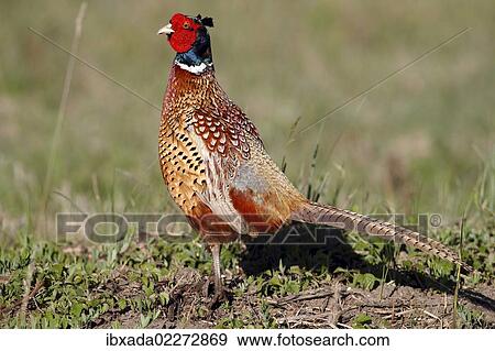"Common pheasant (Phasianus colchicus), male, standing in a meadow, Lake Neusiedl, Burgenland, Austria, Europe" View Large Photo Image Stock Photo - "Common pheasant (Phasianus colchicus), male, standing in a meadow, Lake Neusiedl, Burgenland, Austria, Europe". Fotosearch