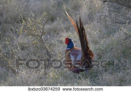 "Common Pheasant (Phasianus colchicus) in the evening light, Duinen van Texel National Park, Texel, West Frisian Islands, province of North Holland, The Netherlands, Europe" View Large Photo Image Stock Photo - "Common Pheasant (Phasianus colchicus) in the evening light, Duinen van Texel National Park, Texel, West Frisian Islands, province of North Holland, The Netherlands, Europe". Fotosearch