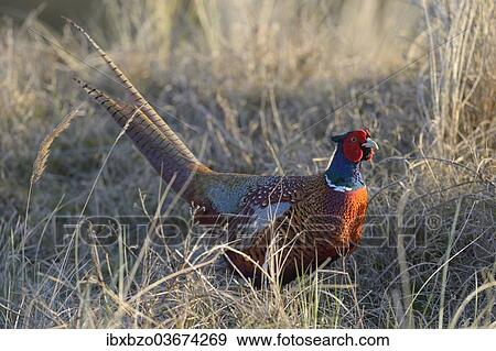 "Common Pheasant (Phasianus colchicus) in the evening light, Duinen van Texel National Park, Texel, West Frisian Islands, province of North Holland, The Netherlands, Europe" View Large Photo Image Stock Photo - "Common Pheasant (Phasianus colchicus) in the evening light, Duinen van Texel National Park, Texel, West Frisian Islands, province of North Holland, The Netherlands, Europe". Fotosearch