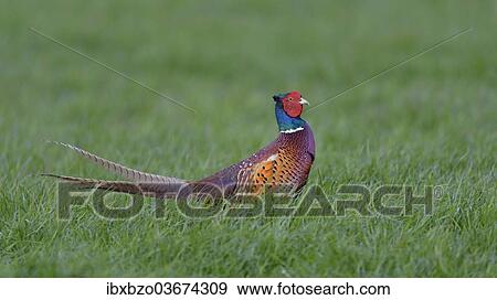 "Common Pheasant (Phasianus colchicus), Waal en Burg nature reserve, Texel, West Frisian Islands, province of North Holland, The Netherlands, Europe" View Large Photo Image Stock Photo - "Common Pheasant (Phasianus colchicus), Waal en Burg nature reserve, Texel, West Frisian Islands, province of North Holland, The Netherlands, Europe". Fotosearch