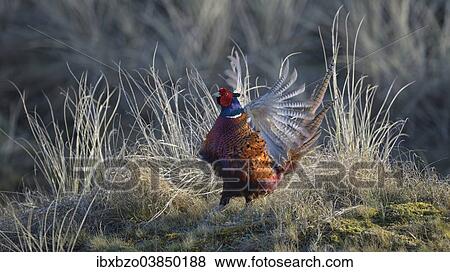 "Common Pheasant (Phasianus colchicus), cock displaying in marram grass, Dunes of Texel National Park, Texel, West Frisian Islands, Province of North Holland, Netherlands" View Large Photo Image Stock Photo - "Common Pheasant (Phasianus colchicus), cock displaying in marram grass, Dunes of Texel National Park, Texel, West Frisian Islands, Province of North Holland, Netherlands". Fotosearch