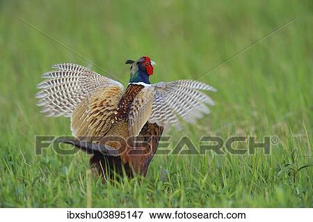 "Common Pheasant (Phasianus colchicus), cock displaying, Burgenland, Austria, Europe" View Large Photo Image Stock Photo - "Common Pheasant (Phasianus colchicus), cock displaying, Burgenland, Austria, Europe". Fotosearch