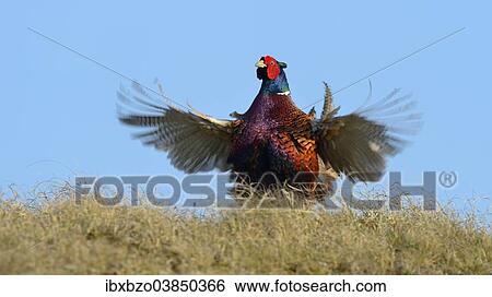 "Common Pheasant (Phasianus colchicus), cock displaying, Dunes of Texel National Park, Texel, West Frisian Islands, Province of North Holland, Netherlands" View Large Photo Image Stock Photograph - "Common Pheasant (Phasianus colchicus), cock displaying, Dunes of Texel National Park, Texel, West Frisian Islands, Province of North Holland, Netherlands". Fotosearch