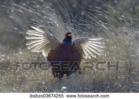 "Common Pheasant (Phasianus colchicus), courting display, Duinen van Texel National Park, Texel, West Frisian Islands, province of North Holland, The Netherlands, Europe" View Large Photo Image Stock Photography - "Common Pheasant (Phasianus colchicus), courting display, Duinen van Texel National Park, Texel, West Frisian Islands, province of North Holland, The Netherlands, Europe". Fotosearch