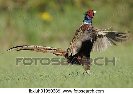 Common pheasant (Phasianus colchicus) View Large Photo Image Stock Photography - Common pheasant (Phasianus colchicus). Fotosearch