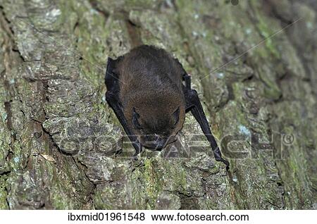 "Common Pipistrelle (Pipistrellus pipistrellus), hanging on a tree trunk, woods near Geesthacht, Schleswig-Holstein, Germany, Europe" View Large Photo Image Stock Photo - "Common Pipistrelle (Pipistrellus pipistrellus), hanging on a tree trunk, woods near Geesthacht, Schleswig-Holstein, Germany, Europe". Fotosearch