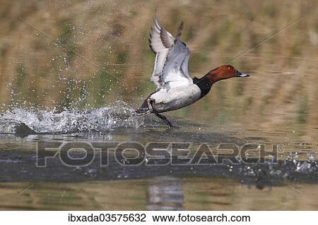"Common Pochard (Aythya ferina), drake taking off, Sarszentmiklos, Fejer megye, Hungary, Europe" View Large Photo Image Stock Image - "Common Pochard (Aythya ferina), drake taking off, Sarszentmiklos, Fejer megye, Hungary, Europe". Fotosearch