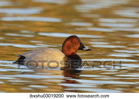 "Common Pochard (Aythya ferina), drake in breeding plumage, Cham, Canton of Zug, Switzerland, Europe" View Large Photo Image Stock Image - "Common Pochard (Aythya ferina), drake in breeding plumage, Cham, Canton of Zug, Switzerland, Europe". Fotosearch