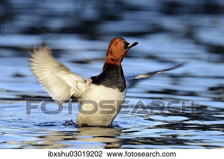 "Common Pochard (Aythya ferina), drake flapping its wings, Cham, Canton of Zug, Switzerland, Europe" View Large Photo Image Stock Image - "Common Pochard (Aythya ferina), drake flapping its wings, Cham, Canton of Zug, Switzerland, Europe". Fotosearch