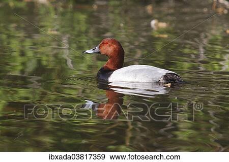 Stock Photo - "Common Pochard (Aythya ferina), drake, Hungary, Europe". Fotosearch