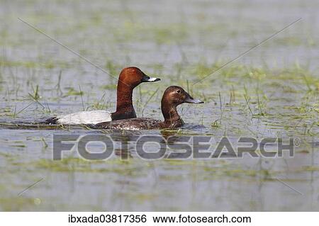 "Common Pochard (Aythya ferina) pair courting in shallow water, Burgenland, Austria, Europe" View Large Photo Image Stock Photograph - "Common Pochard (Aythya ferina) pair courting in shallow water, Burgenland, Austria, Europe". Fotosearch